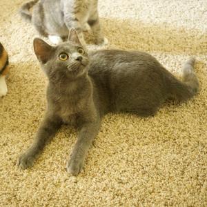 Guinivere, kitten, available for adoption