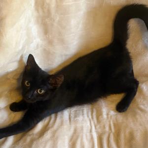 Bart, kitten, available for adoption