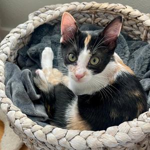 Potato, kitten, available for adoption