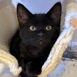 Dandelion, kitten, available for adoption