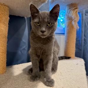 Winter Banana, kitten, available for adoption