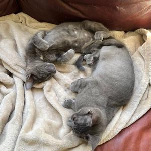 Remy (bonded with Jay), kitten, available for adoption