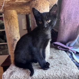 Neptune, kitten, available for adoption