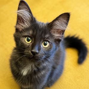 Cricket, kitten, available for adoption