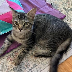 Rascal, kitten, available for adoption