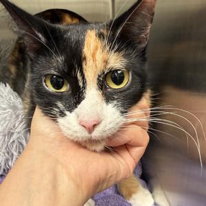 Mila, adult, available for adoption