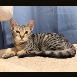 Envy, kitten, available for adoption