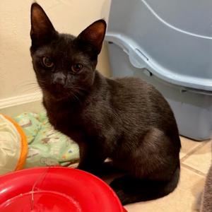 SweeTango, kitten, available for adoption