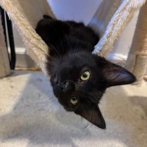 Lilypad, kitten, available for adoption