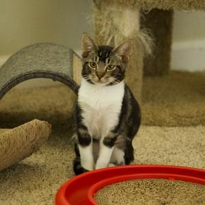 A black and white cat sitting on a carpeted floor, with a red plastic toy in the foreground and a cat tree in the background.