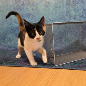 Patches, kitten, available for adoption