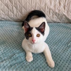 A black and white cat with yellow eyes is lying on a blue blanket, with a white quilted background.