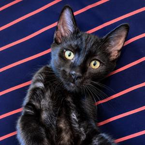 Badger (bonded with Zack), kitten, available for adoption