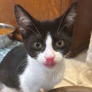 Poppy, kitten, available for adoption