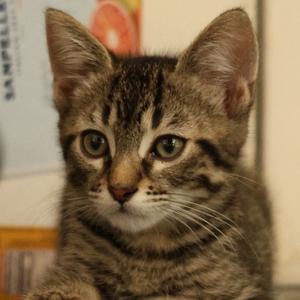 Dorian, kitten, available for adoption