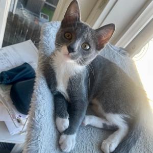 Pea, kitten, available for adoption