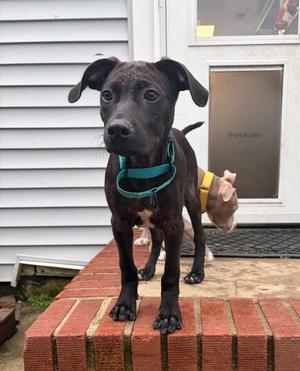 Frankie, puppy, available for adoption