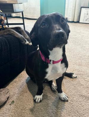 Gladys, Dachshund, young, available for adoption