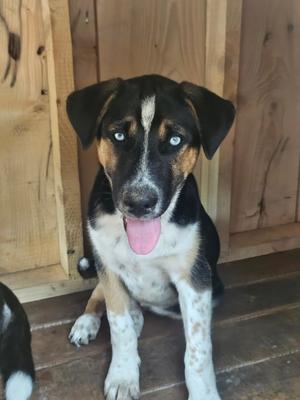Vader (COURTESY POST), German Shepherd Dog, puppy, available for adoption