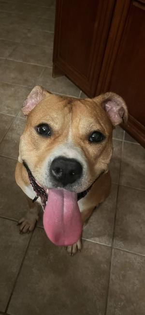 Magenta, Staffordshire Bull Terrier, adult, available for adoption
