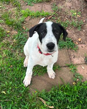 Ringo, Great Pyrenees, puppy, available for adoption