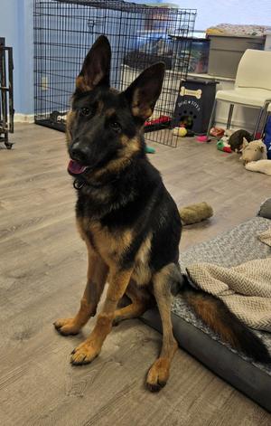 Layla, German Shepherd Dog, young, available for adoption