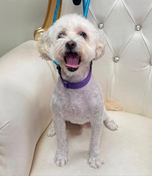 Maui, Maltese, adult, available for adoption
