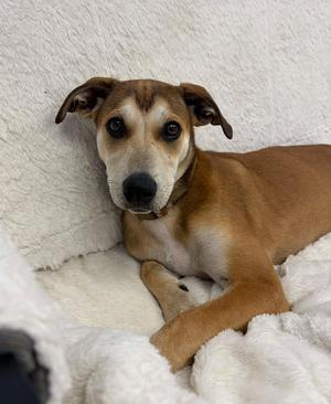 Riley, puppy, available for adoption