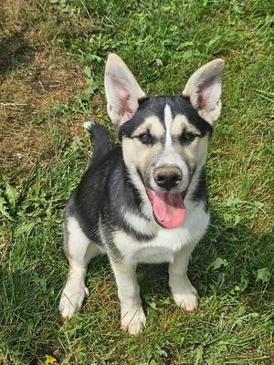 Star (COURTESY POST), German Shepherd Dog, puppy, available for adoption