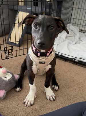 Sakki, puppy, available for adoption