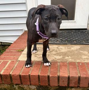Flyer, puppy, available for adoption