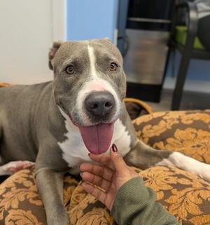 Sky, Pit Bull Terrier, adult, available for adoption