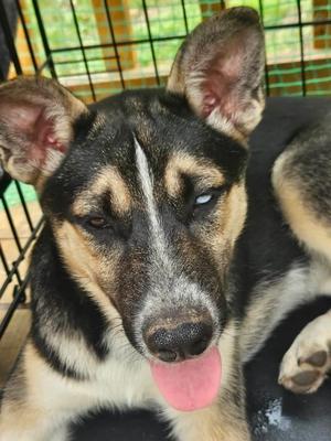 Mini (COURTESY POST), German Shepherd Dog, puppy, available for adoption