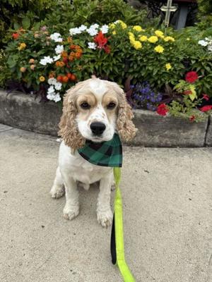 Brave (COURTESY POST), Cocker Spaniel, young, available for adoption