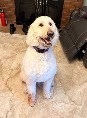 Daisy, Poodle (unknown type), adult, available for adoption