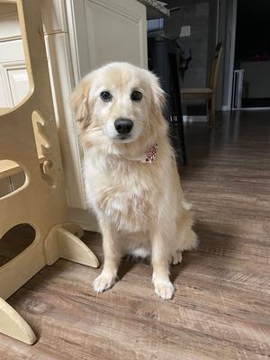 Cooper (COURTESY POST), Australian Shepherd, adult, available for adoption