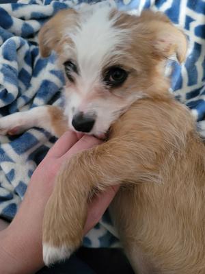 Daisy, Terrier, puppy, available for adoption