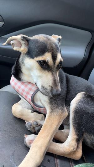 V, puppy, available for adoption
