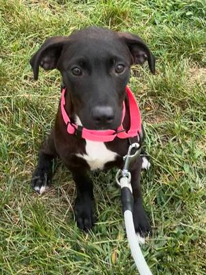 Stella, puppy, available for adoption