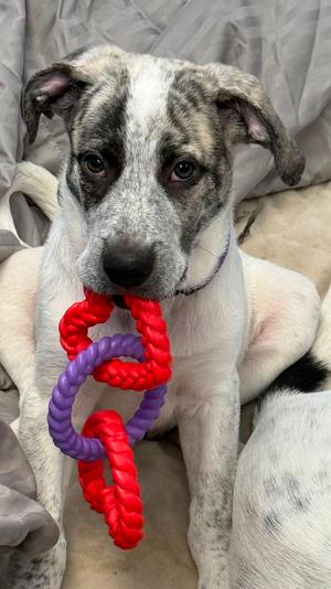 Lennon, Great Pyrenees, puppy, available for adoption