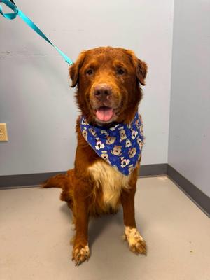 Fats, Collie / Terrier, senior, available for adoption