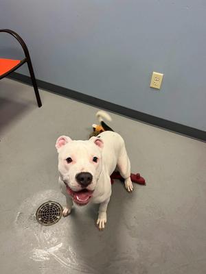 A white dog with a black nose and pink ears is sitting on a gray floor, looking up with its mouth open. There is a red object and a black object behind the dog, and a metal drain cover is visible on the floor in front of it.