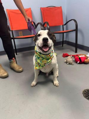 Little Baby, Terrier, young, available for adoption