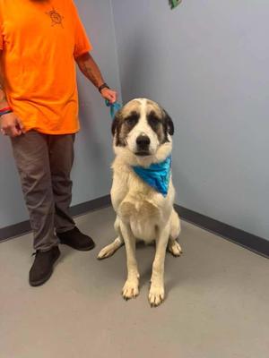 Argo, Anatolian Shepherd, adult, available for adoption