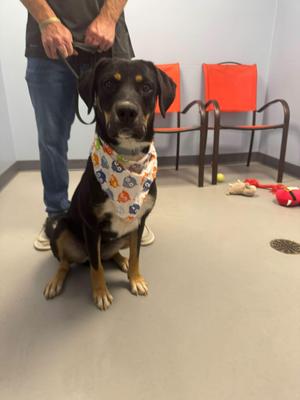 Cannoli, Terrier, young, available for adoption