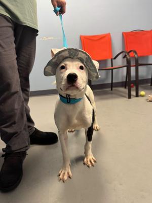 Bubinga, Terrier, young, available for adoption