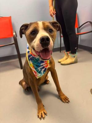 Bruiser, Terrier, adult, available for adoption