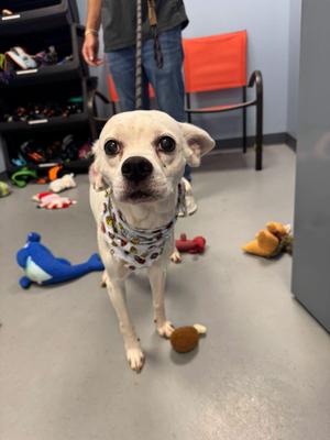 Corolla, Terrier, adult, available for adoption