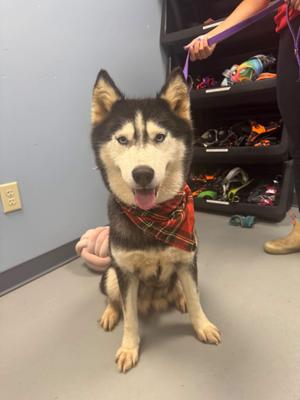 Aurora, Husky, adult, available for adoption