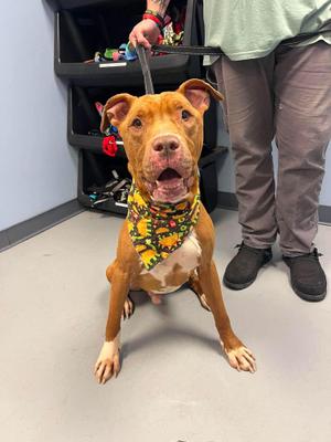 Doobie, Terrier, adult, available for adoption